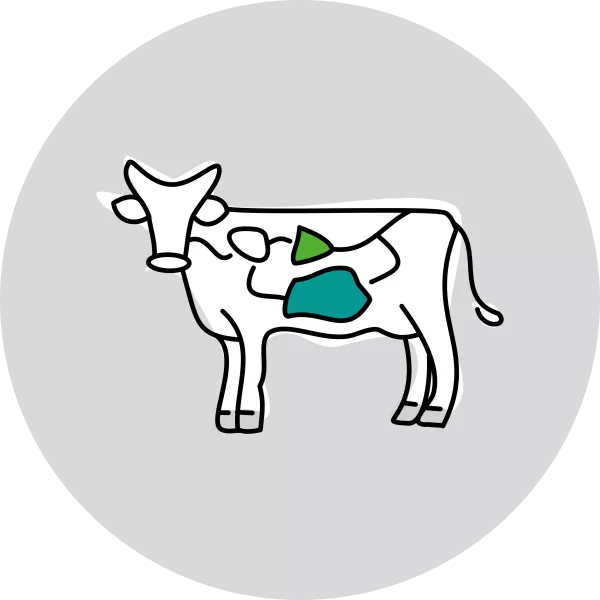 Picture of a cow