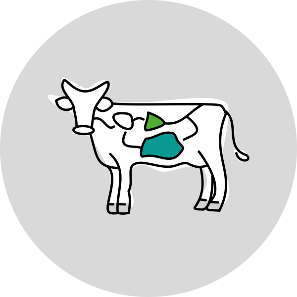 Picture of a cow