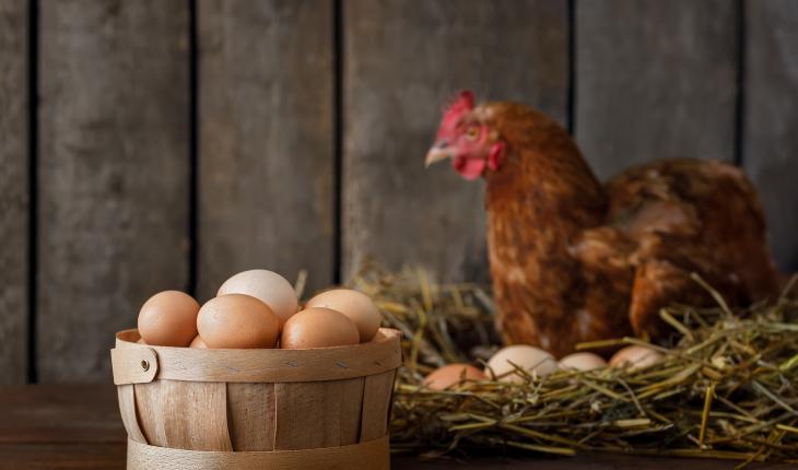 Photo of chicken and eggs