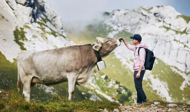 Man greeting a mountain cow